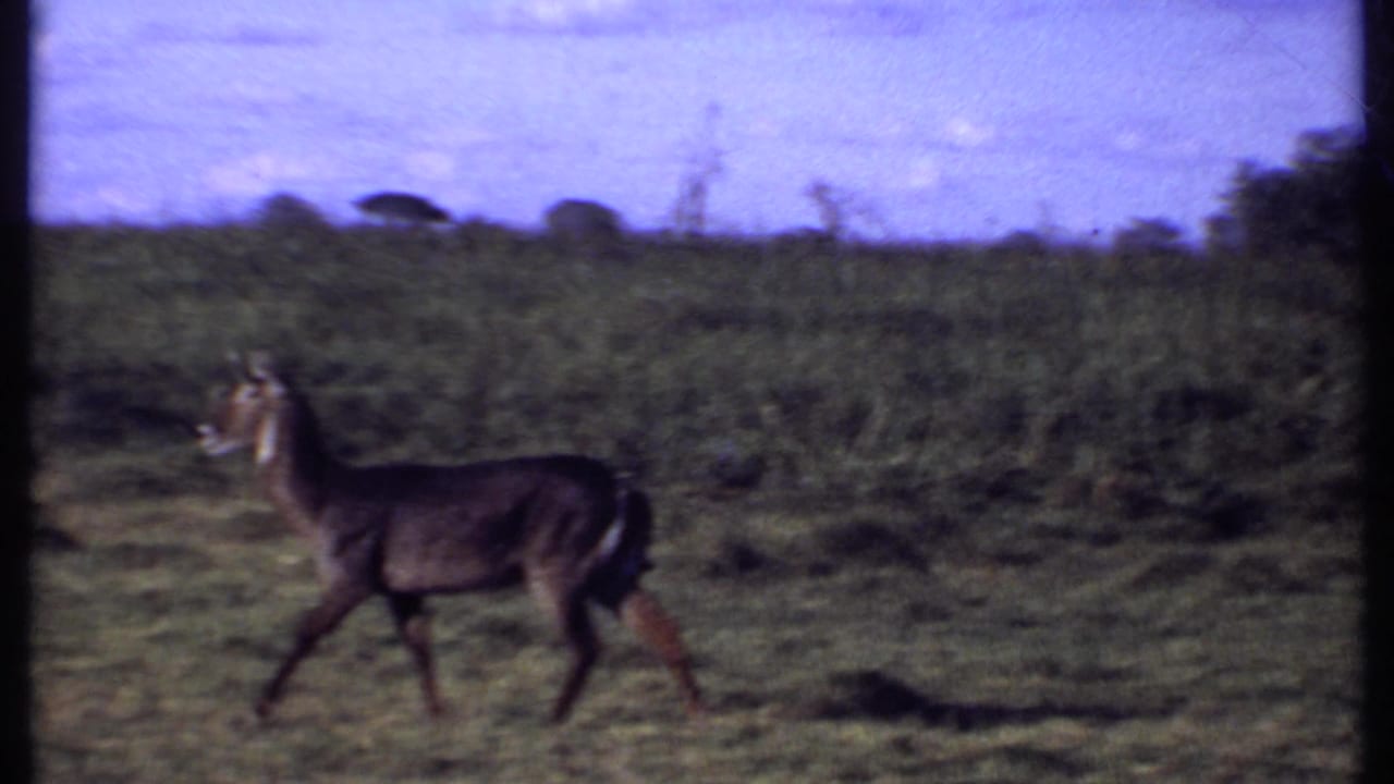 Kenya 1969 8mm frame of an antelope-like animal mid-stride across open grass with vegetation along the horizon.