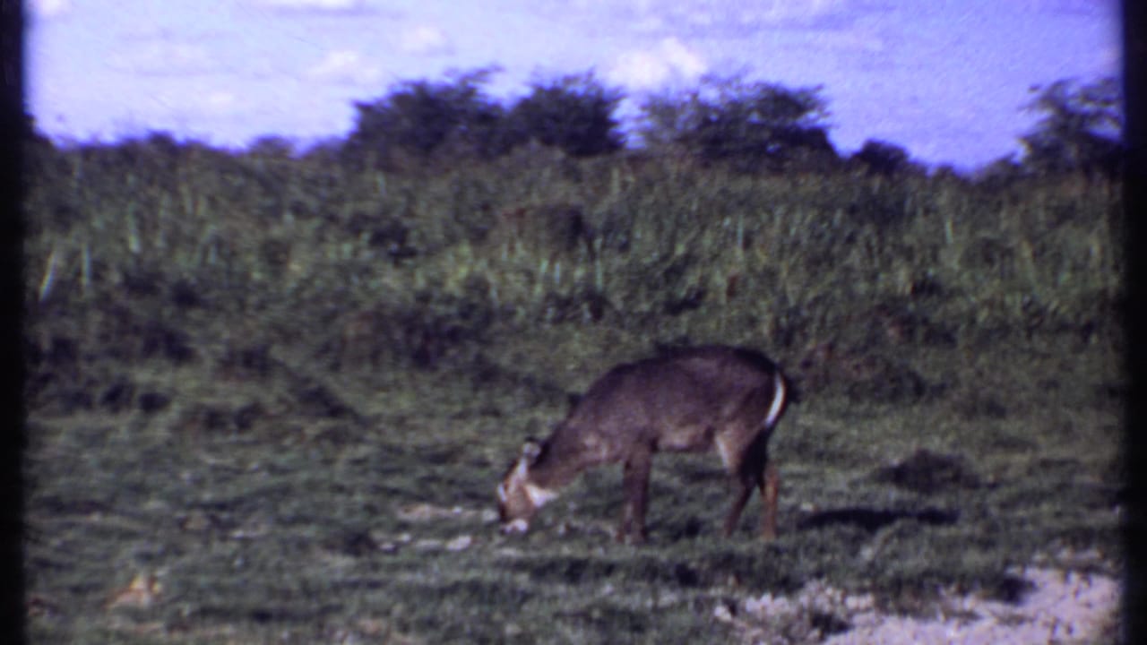 Kenya 1969 8mm frame showing an antelope-like animal lowering its head to graze beside taller field vegetation.