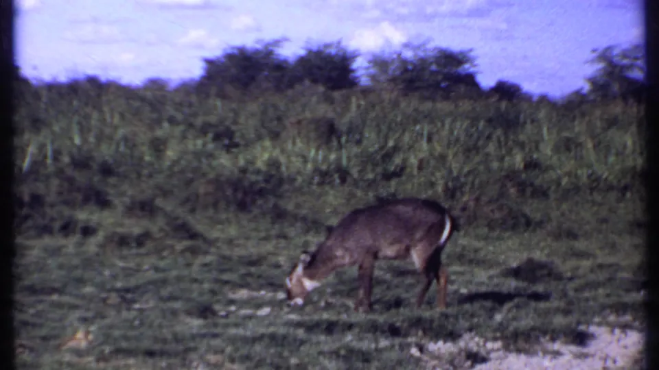 Kenya 1969 8mm frame showing an antelope-like animal lowering its head to graze beside taller field vegetation.