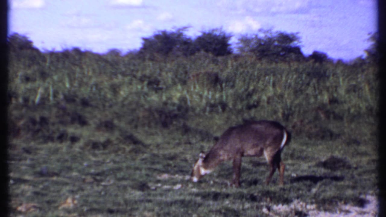 Antelope grazing in an open grassy field with shrubs and sky behind it.