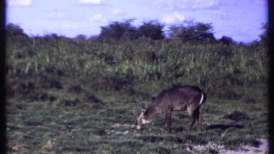 1969 Kenya 8mm frame showing an antelope grazing in open savanna grass with low trees and pale blue sky in the background.