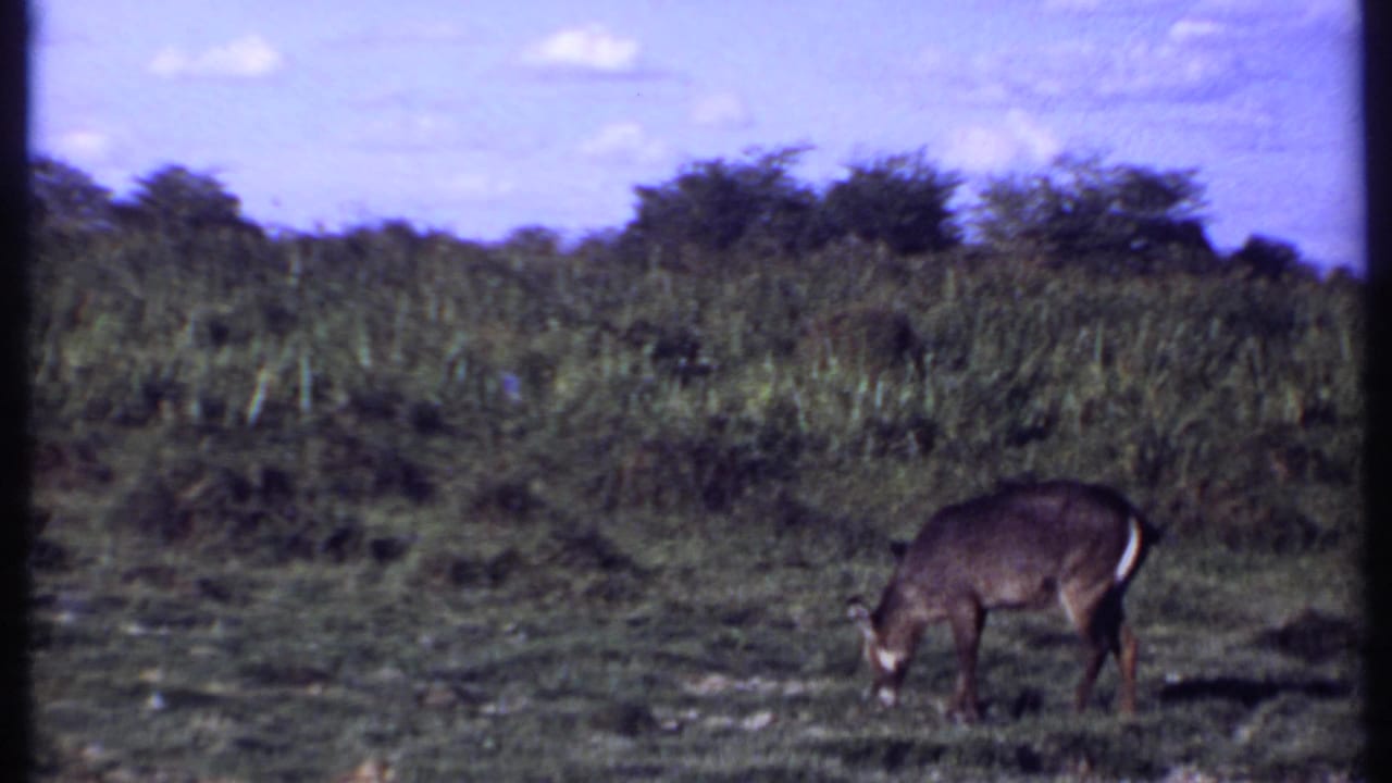Antelope feeding in grassland near a line of shrubs under a blue sky.