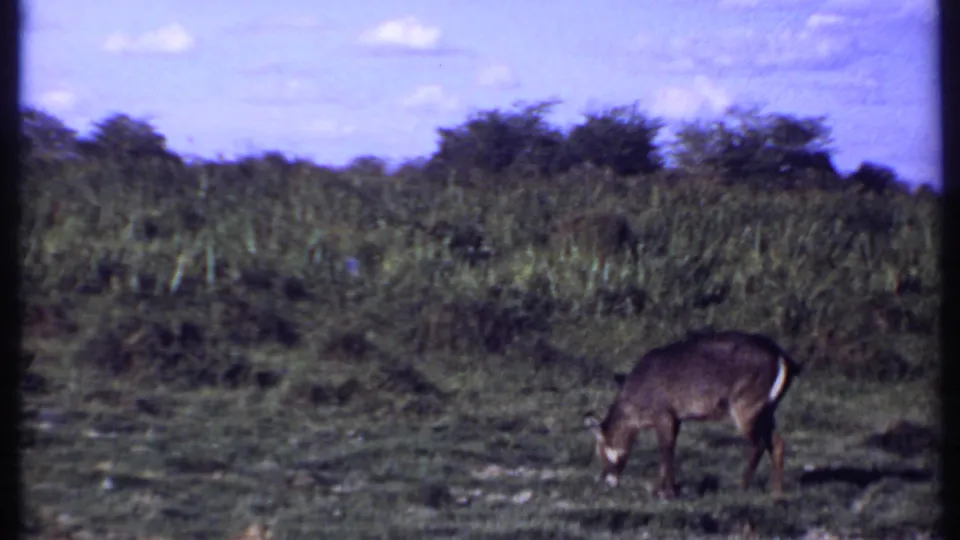 1969 Kenya home-movie frame with an antelope feeding in a grassy savanna clearing beneath a pale sky.