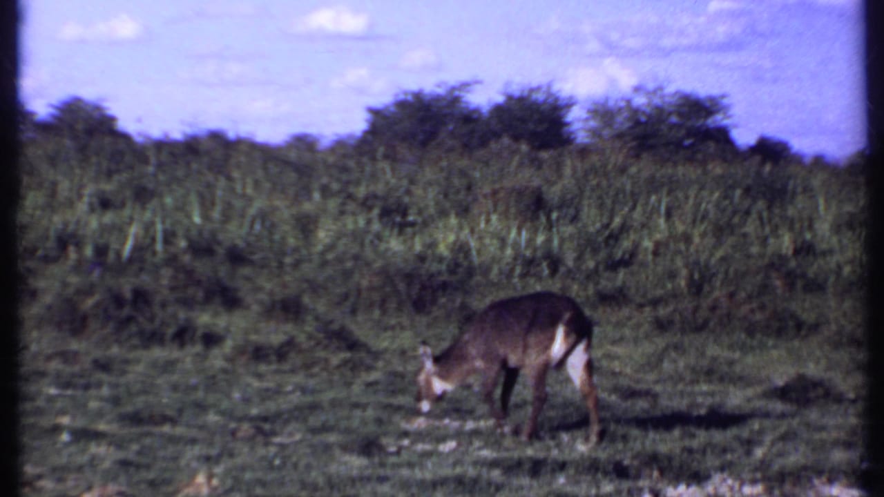 1969 Kenya 8mm frame showing the antelope with its head down while grazing amid bright grass and scattered brush.