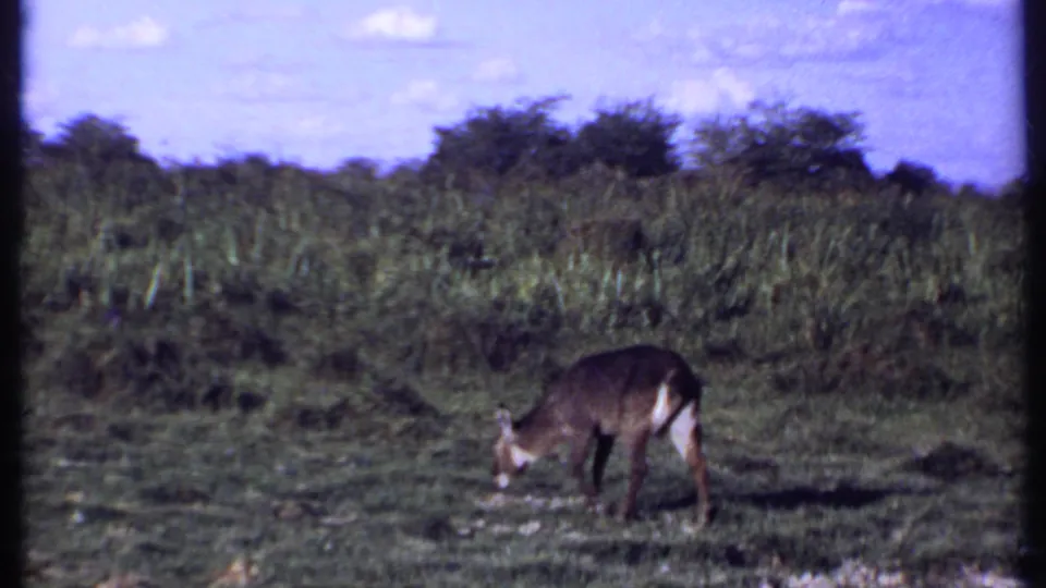 1969 Kenya 8mm frame showing the antelope with its head down while grazing amid bright grass and scattered brush.
