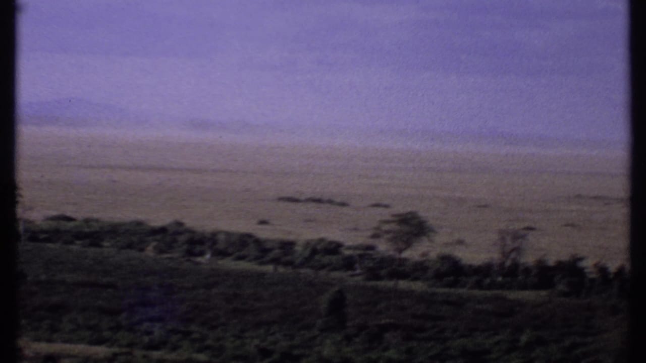 Wide savanna view with purple sky, distant plain, and dark trees along the lower edge.