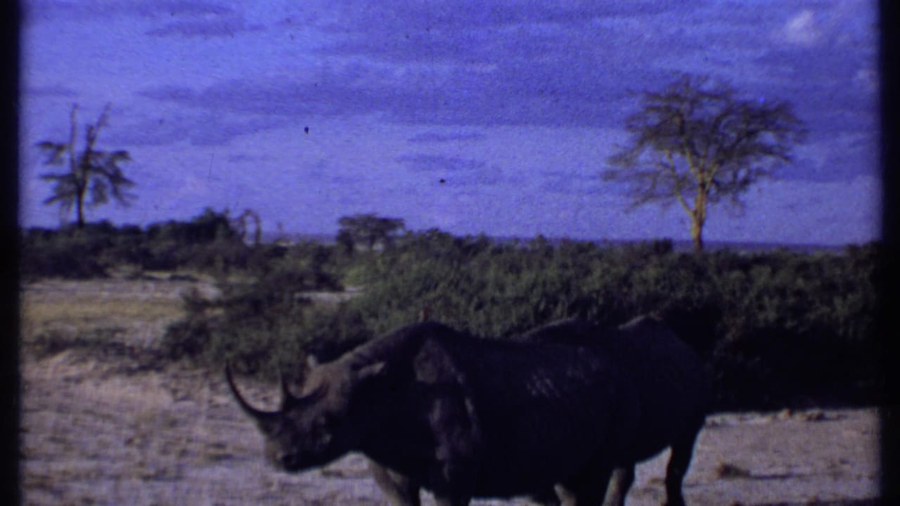 1969 Kenya 8mm frame showing a rhinoceros crossing dry ground below shrubs, two sparse trees, and a broad blue sky.
