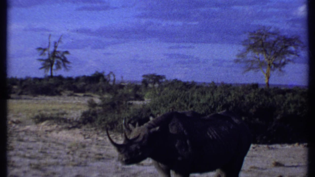 1969 Kenya 8mm frame of a rhinoceros in arid savanna, with scrub plants, isolated trees, and clouded blue sky.