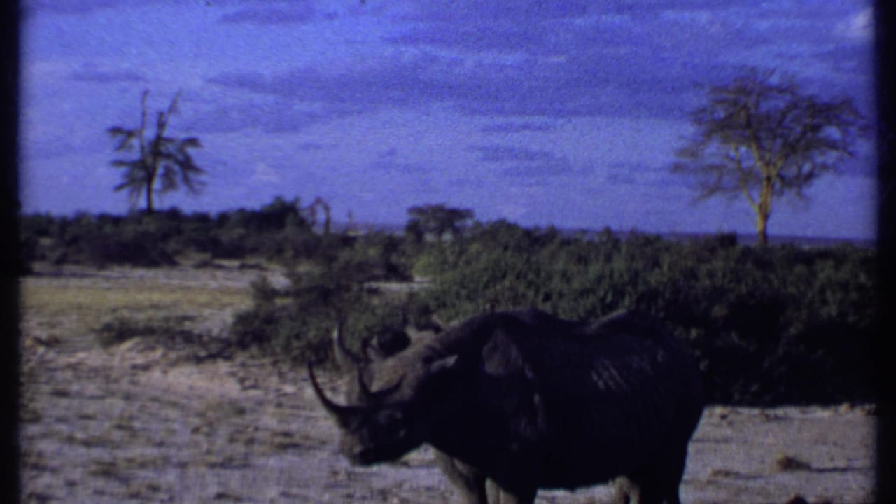Single rhino crossing dusty open ground with shrubs and sparse trees behind it.