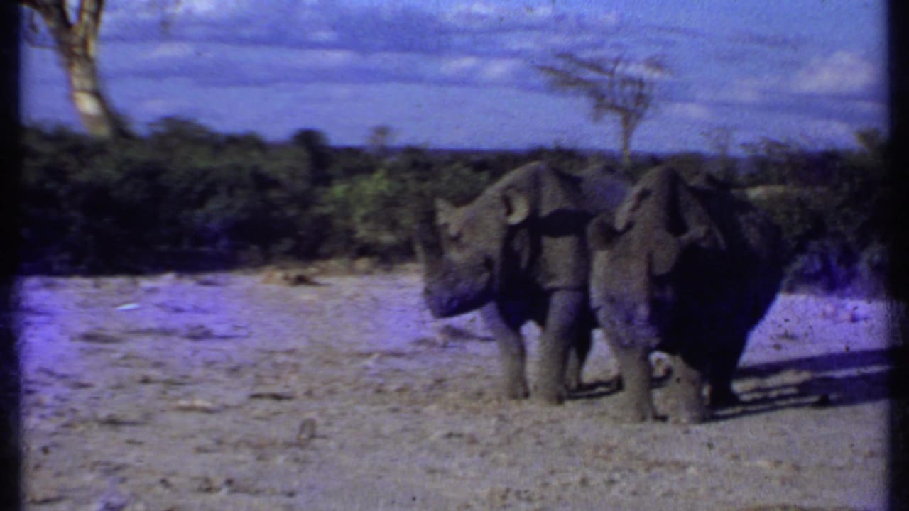 1969 Kenya 8mm frame with two rhinos in a dry open savanna landscape, backed by shrubs, bare-branched trees, and blue clouded sky.