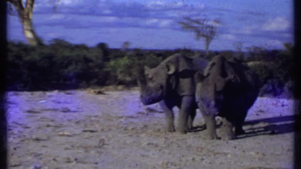 1969 Kenya 8mm frame with two rhinos in a dry open savanna landscape, backed by shrubs, bare-branched trees, and blue clouded sky.