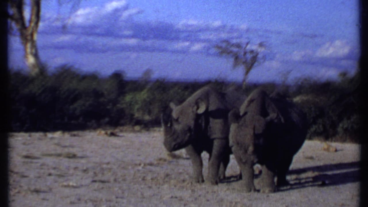 1969 Kenya 8mm frame showing two rhinos near the center of a dusty clearing, with low brush, sparse trees, and soft home-movie focus.