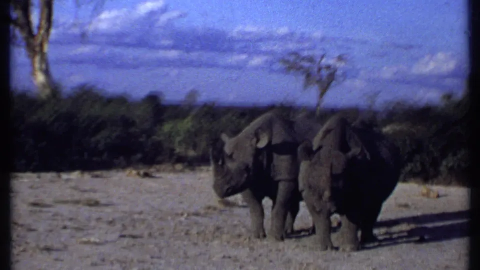 1969 Kenya 8mm frame showing two rhinos near the center of a dusty clearing, with low brush, sparse trees, and soft home-movie focus.