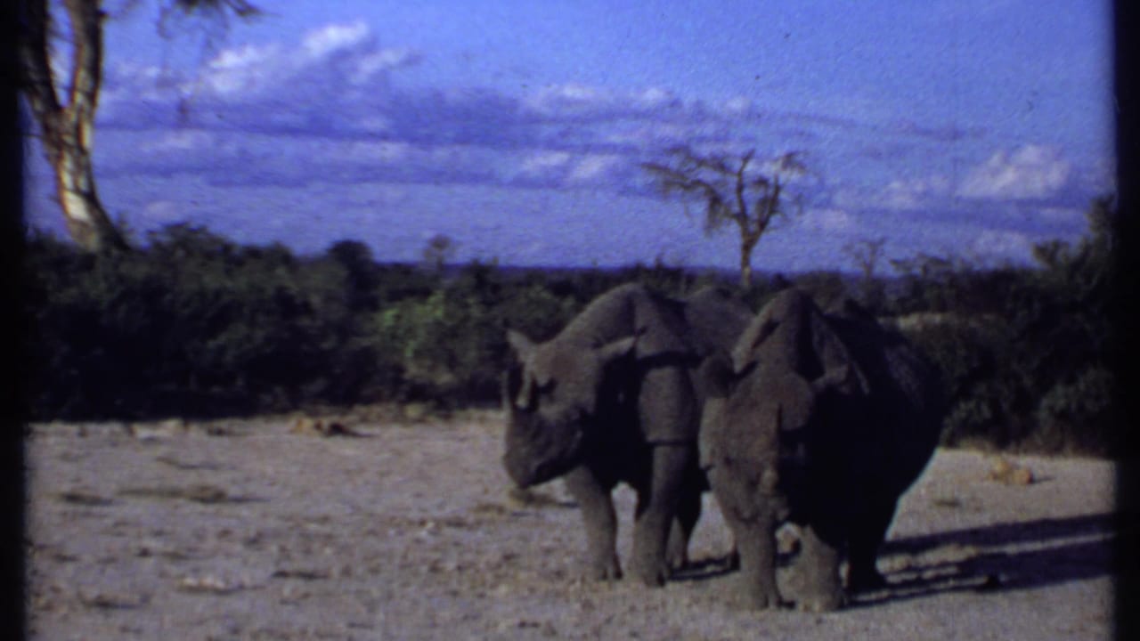 1969 Kenya 8mm frame of two rhinos in arid savanna conditions, framed by low shrubs, scattered trees, blue sky, and dark film edges.