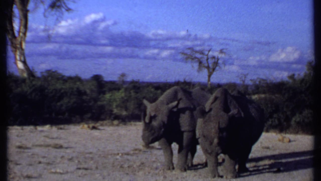Two rhinoceroses walking across dusty savanna with brush and blue sky behind them.