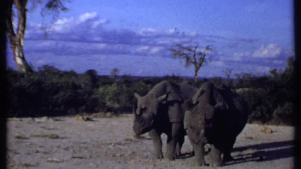 Two rhinoceroses move through open Kenyan savanna in 1969 8mm footage, with sparse brush, a bare tree, and blue sky visible.