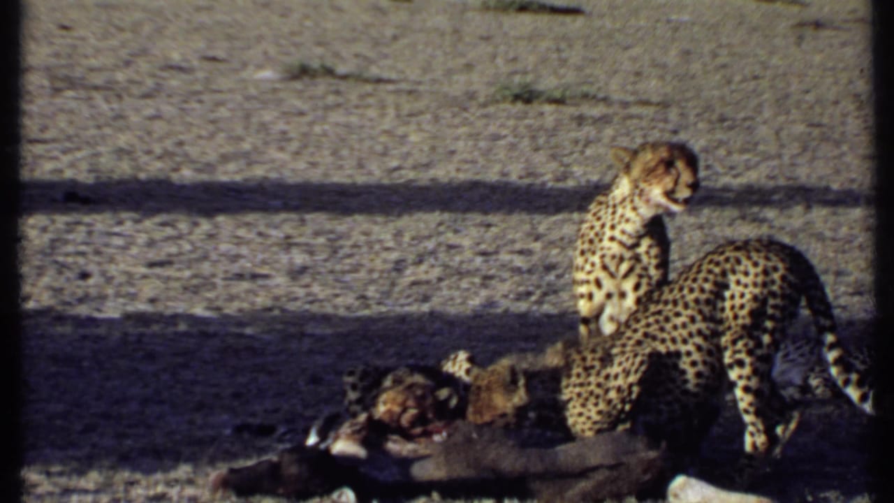 Cheetahs, including smaller animals likely cubs, feed around a carcass on open ground in Kenya wildlife footage from 1969.