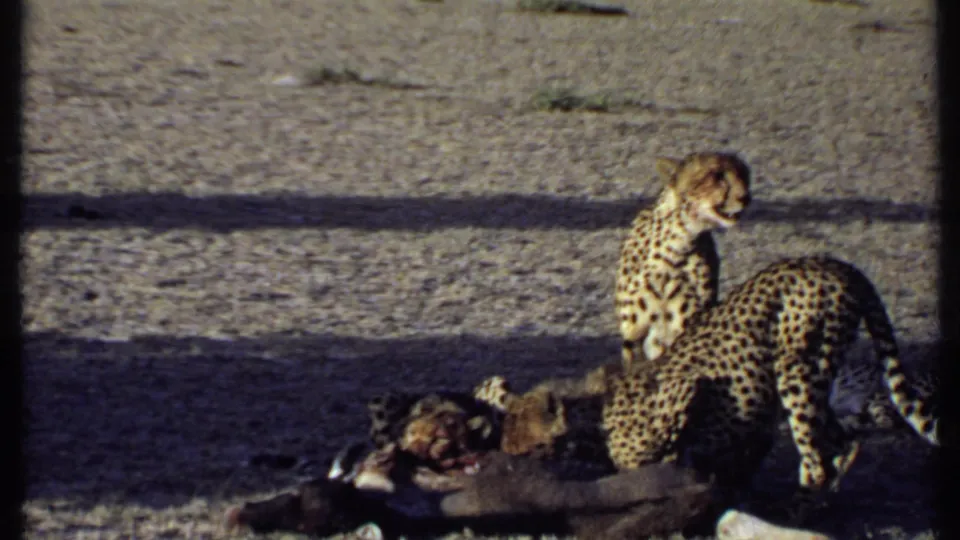 Cheetahs, including smaller animals likely cubs, feed around a carcass on open ground in Kenya wildlife footage from 1969.