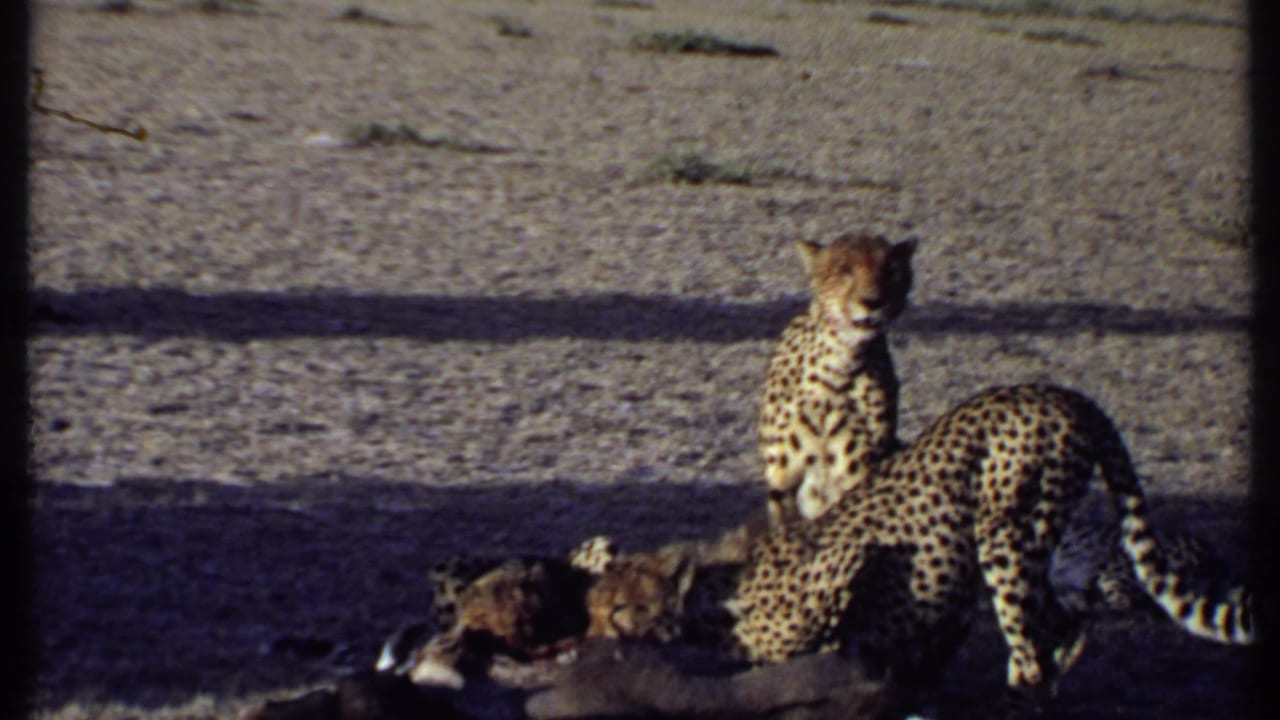 A group of cheetahs feeds at a carcass on dusty Kenyan savanna, filmed in soft, grainy 1969 8mm color.