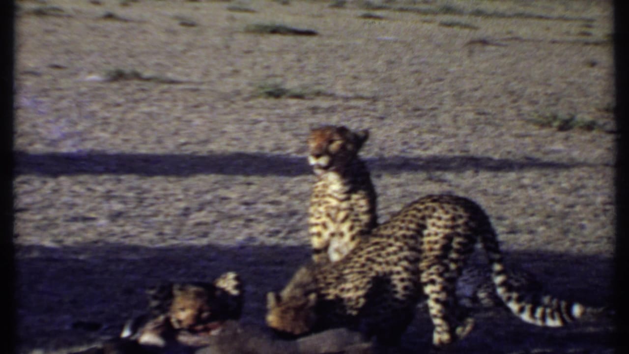 An adult cheetah stands over a carcass as smaller cheetahs feed nearby in 1969 Kenya safari home-movie footage.