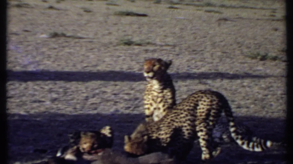An adult cheetah stands over a carcass as smaller cheetahs feed nearby in 1969 Kenya safari home-movie footage.