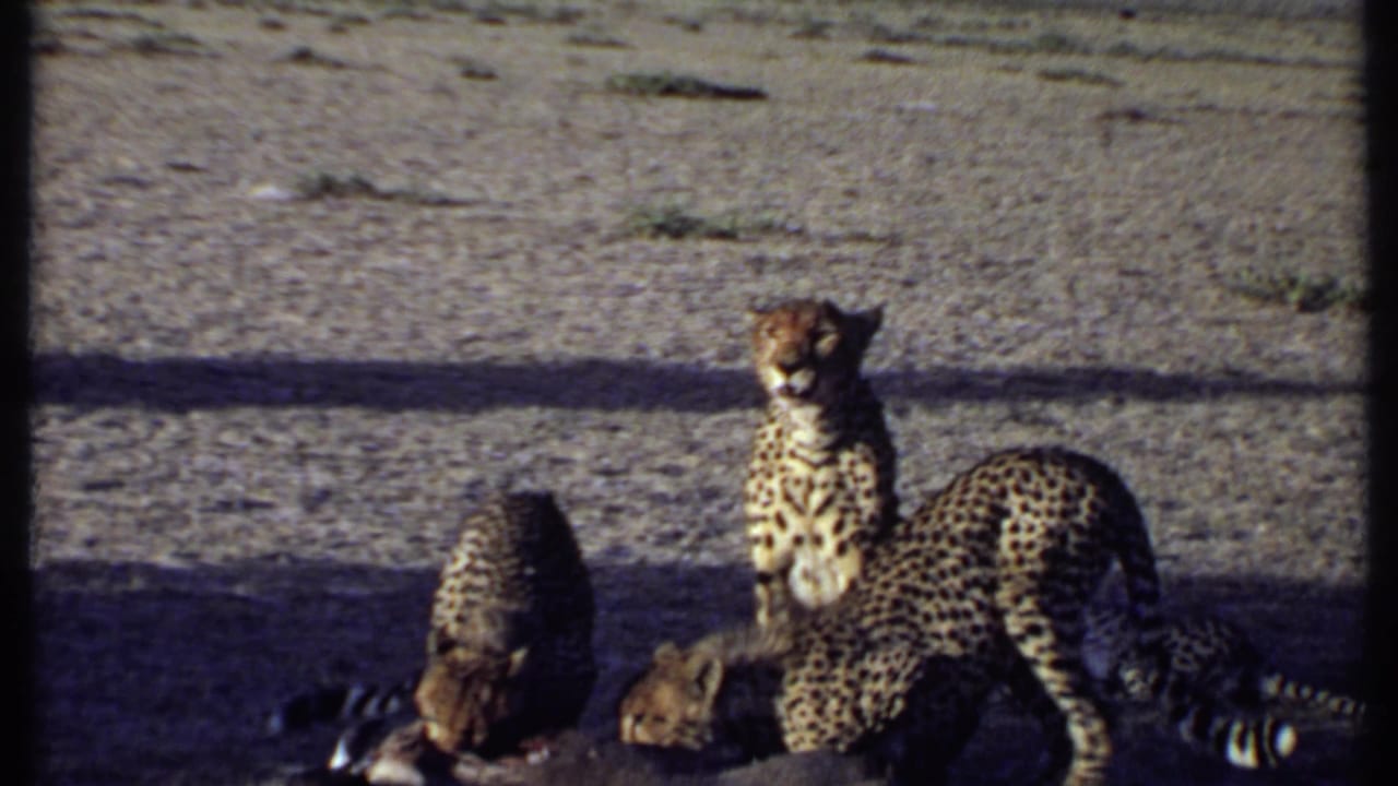 Cheetahs and cubs gathered around prey on open dry ground.