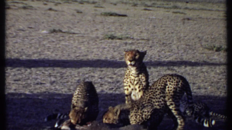 1969 Kenya 8mm frame showing cheetahs and cubs around prey on open savanna, with one adult sitting alert.