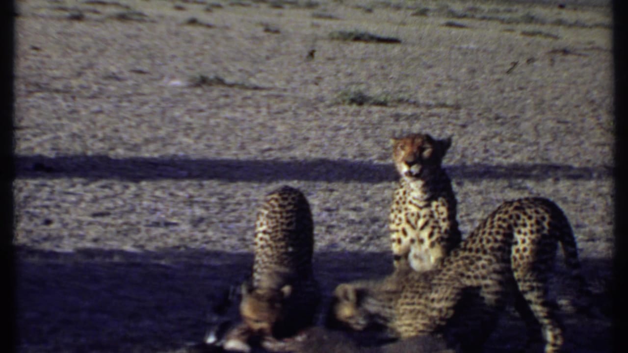 Adult cheetah stands near cubs feeding on prey in open terrain.