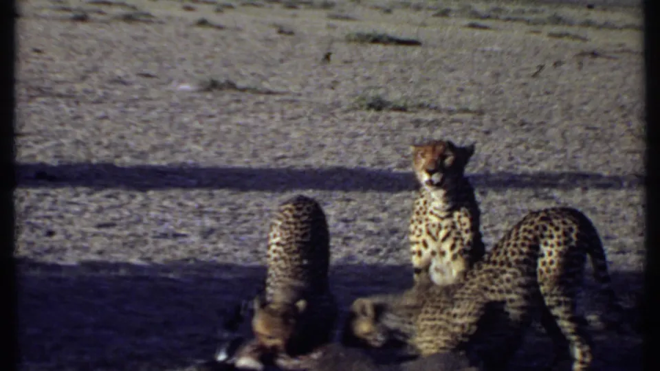 1969 Kenya 8mm frame with an adult cheetah standing alert beside cubs feeding on prey in the savanna.