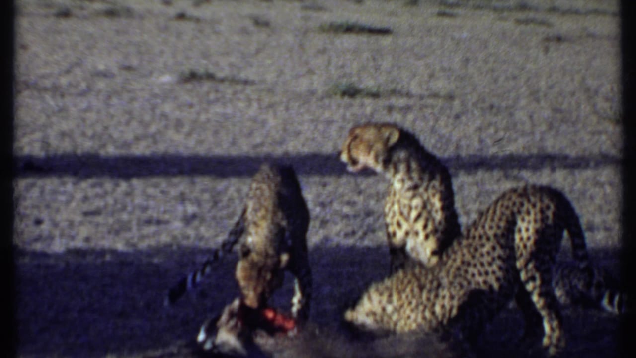 1969 Kenya 8mm frame showing cheetahs clustered around prey, one adult turned sideways toward feeding cubs.