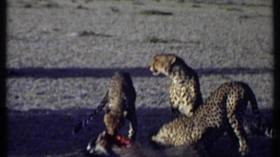 1969 Kenya 8mm frame showing cheetahs clustered around prey, one adult turned sideways toward feeding cubs.