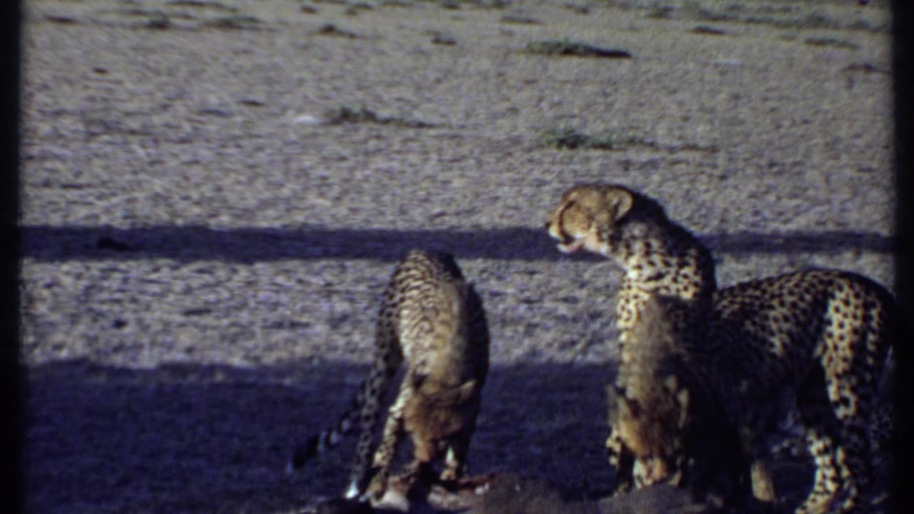 1969 Kenya 8mm frame showing cheetahs standing and feeding around prey, with the group partly in shadow.