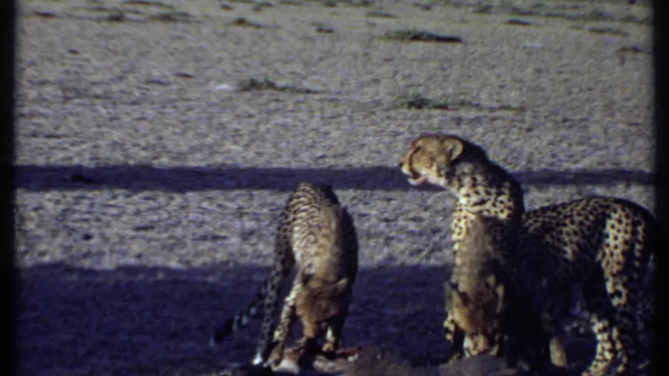 1969 Kenya 8mm frame showing cheetahs standing and feeding around prey, with the group partly in shadow.