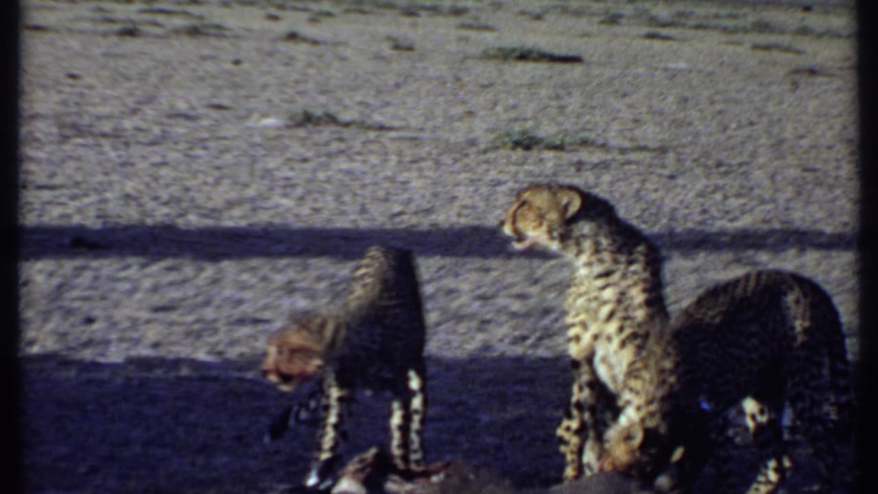 1969 Kenya 8mm frame showing a cheetah group, including a standing adult and feeding animals, on dry savanna ground.