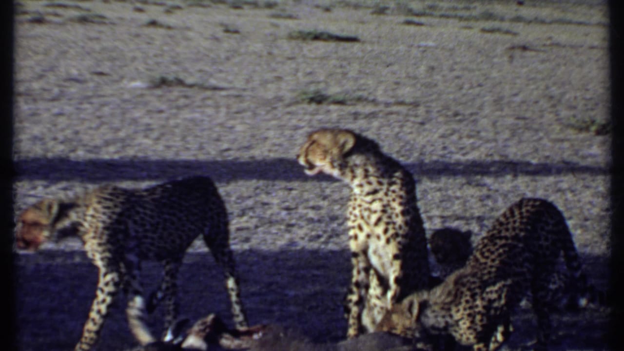 Cheetahs feed and stand near a carcass in open terrain.