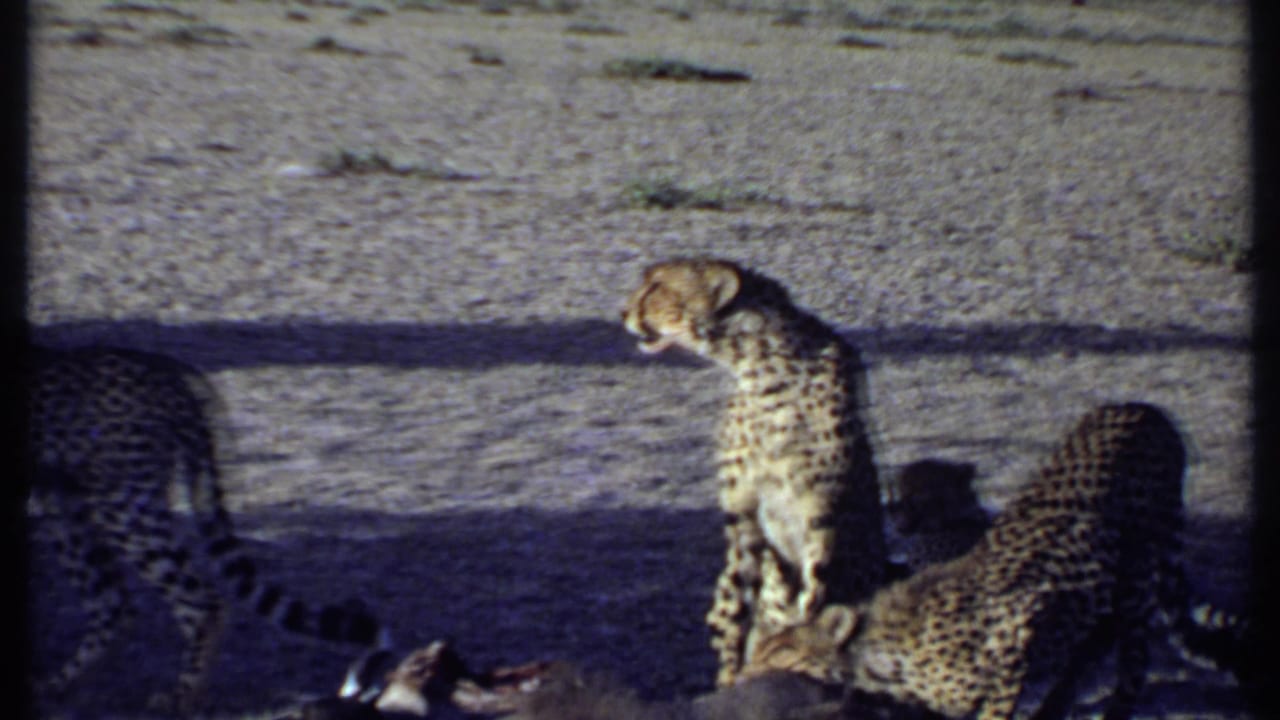 1969 Kenya 8mm frame showing a cheetah standing beside feeding animals and a visible kill on dry savanna ground.