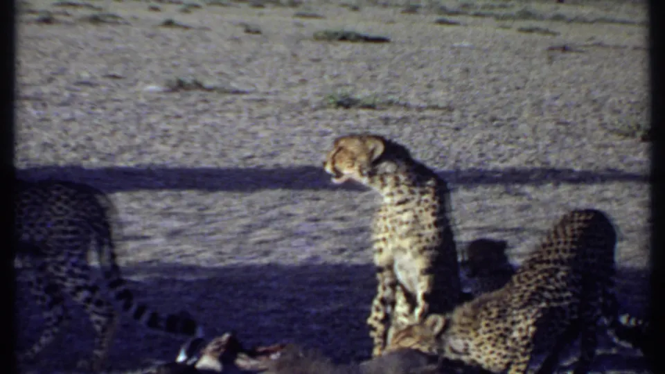 1969 Kenya 8mm frame showing a cheetah standing beside feeding animals and a visible kill on dry savanna ground.