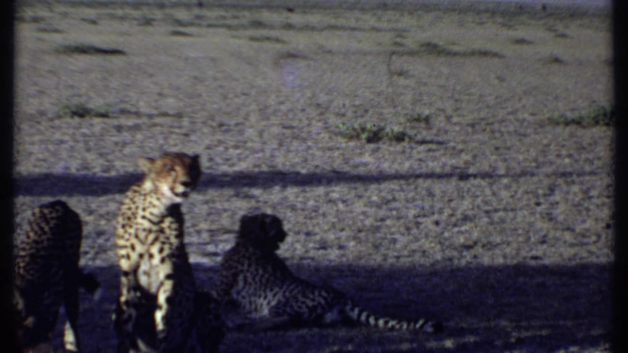 1969 Kenya frame with multiple cheetahs, including smaller animals, grouped around a kill in partial shadow.