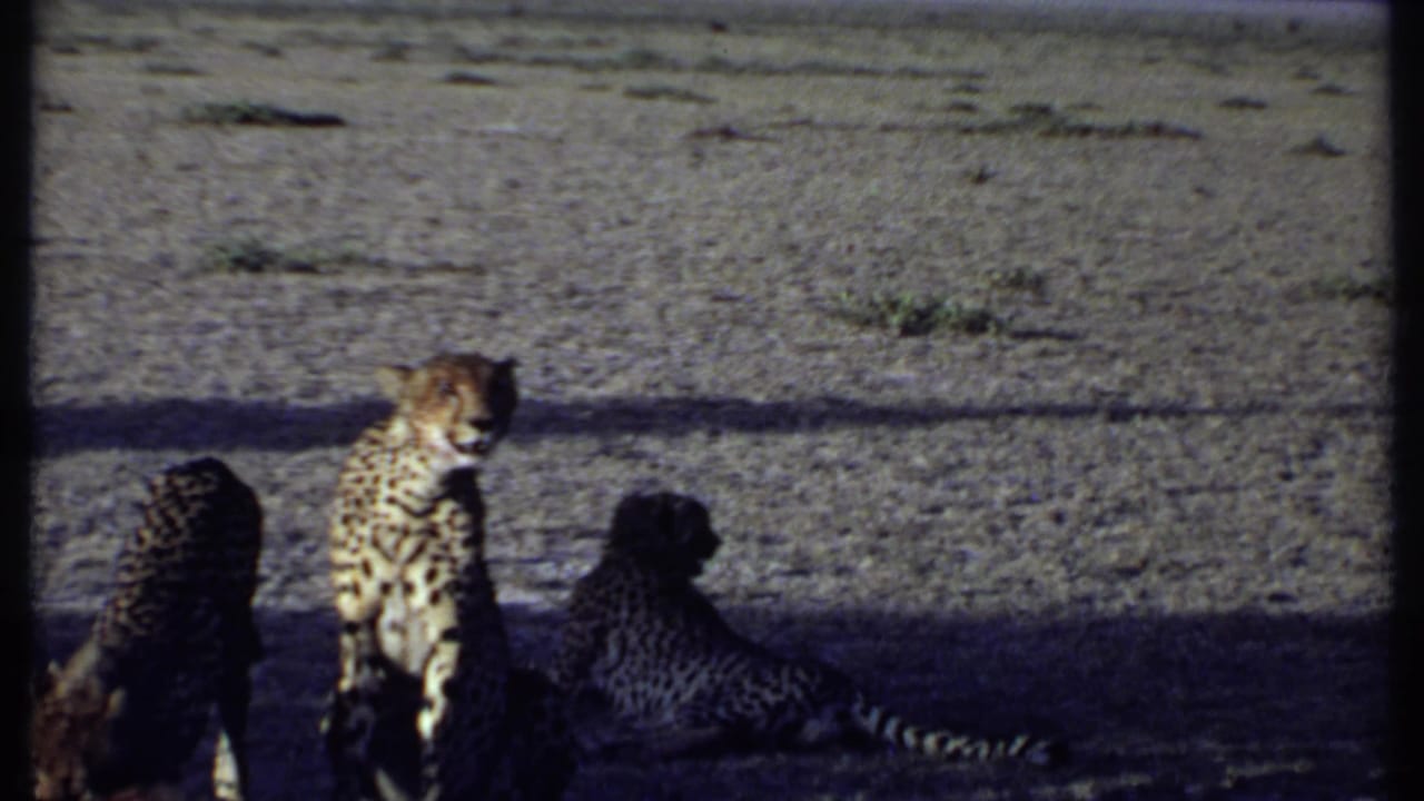 Kenya 1969 8mm frame showing three cheetahs in shade on dry savanna ground, one upright and two lower to the ground.