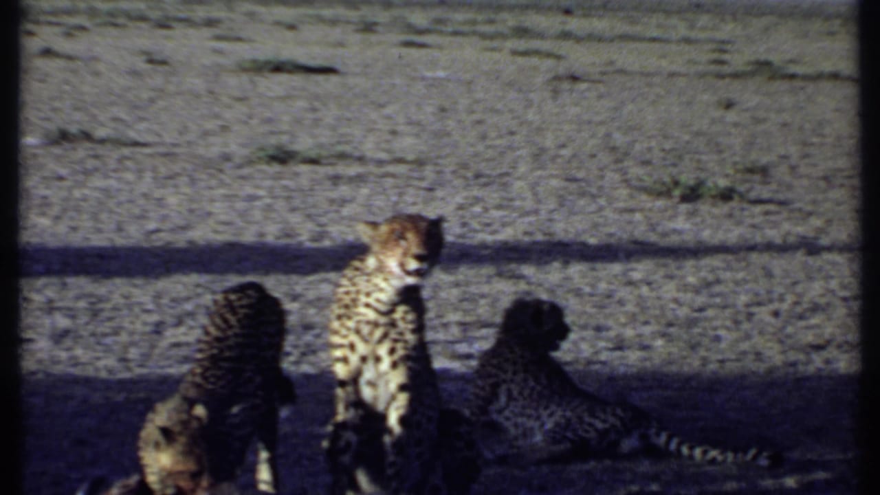 Kenya 1969 8mm frame of three cheetahs in a shaded area, the center cheetah facing toward the camera while another lies nearby.