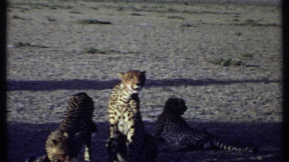 Kenya 1969 8mm frame of three cheetahs in a shaded area, the center cheetah facing toward the camera while another lies nearby.