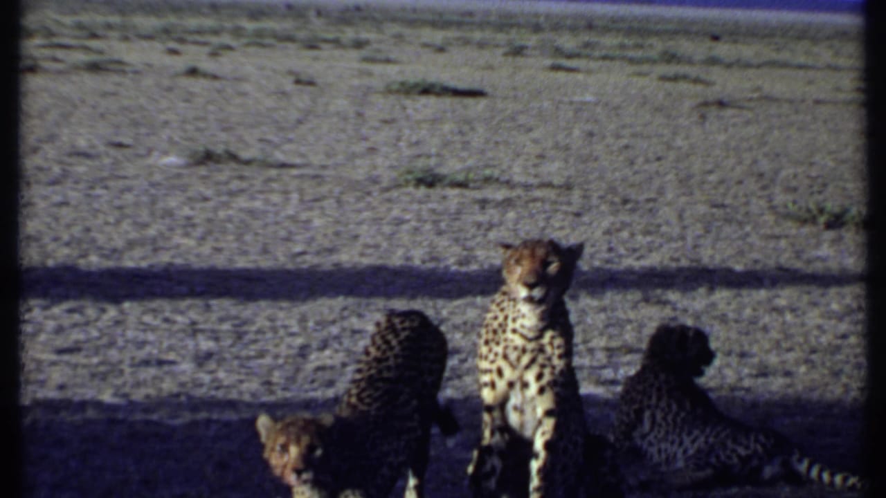 Kenya 1969 8mm frame showing three cheetahs clustered in shade on dusty ground, with one sitting upright and another turned away.