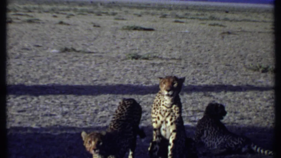 Kenya 1969 8mm frame showing three cheetahs clustered in shade on dusty ground, with one sitting upright and another turned away.