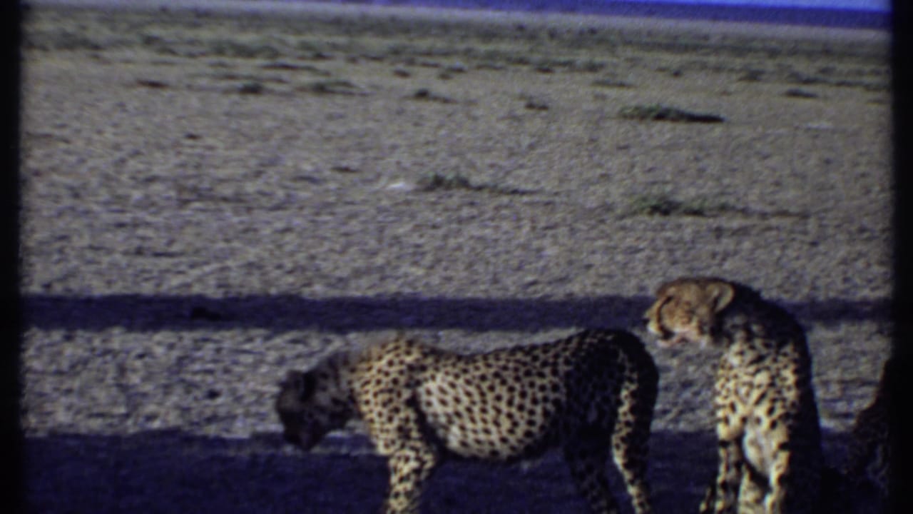 Kenya 1969 8mm frame with a cheetah standing in shade and another seated nearby, suggesting one animal is beginning to walk away.