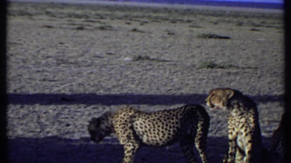 Kenya 1969 8mm frame with a cheetah standing in shade and another seated nearby, suggesting one animal is beginning to walk away.