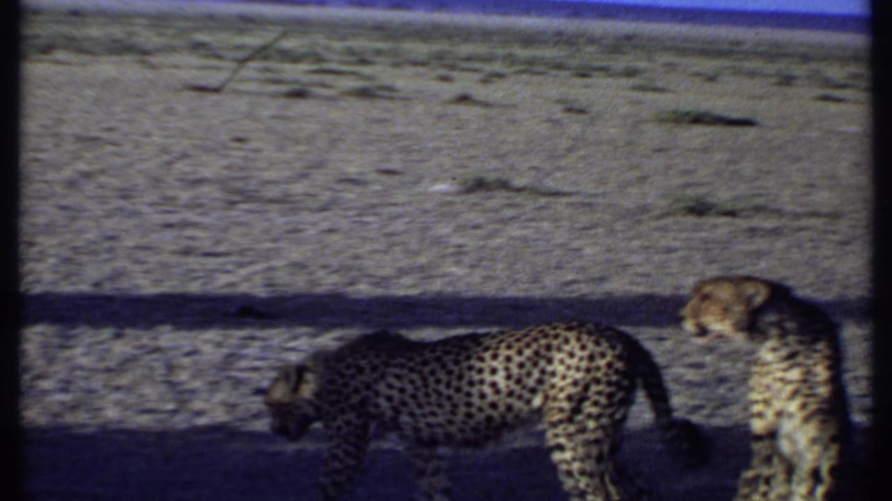 Two cheetahs on dry open ground with a dark film-frame bar crossing the view.