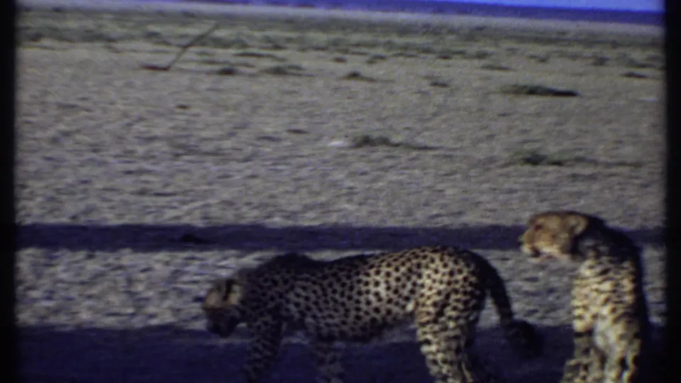 Two cheetahs appear in 1969 Kenya 8mm footage, one walking and one upright on dry gravelly savanna terrain.