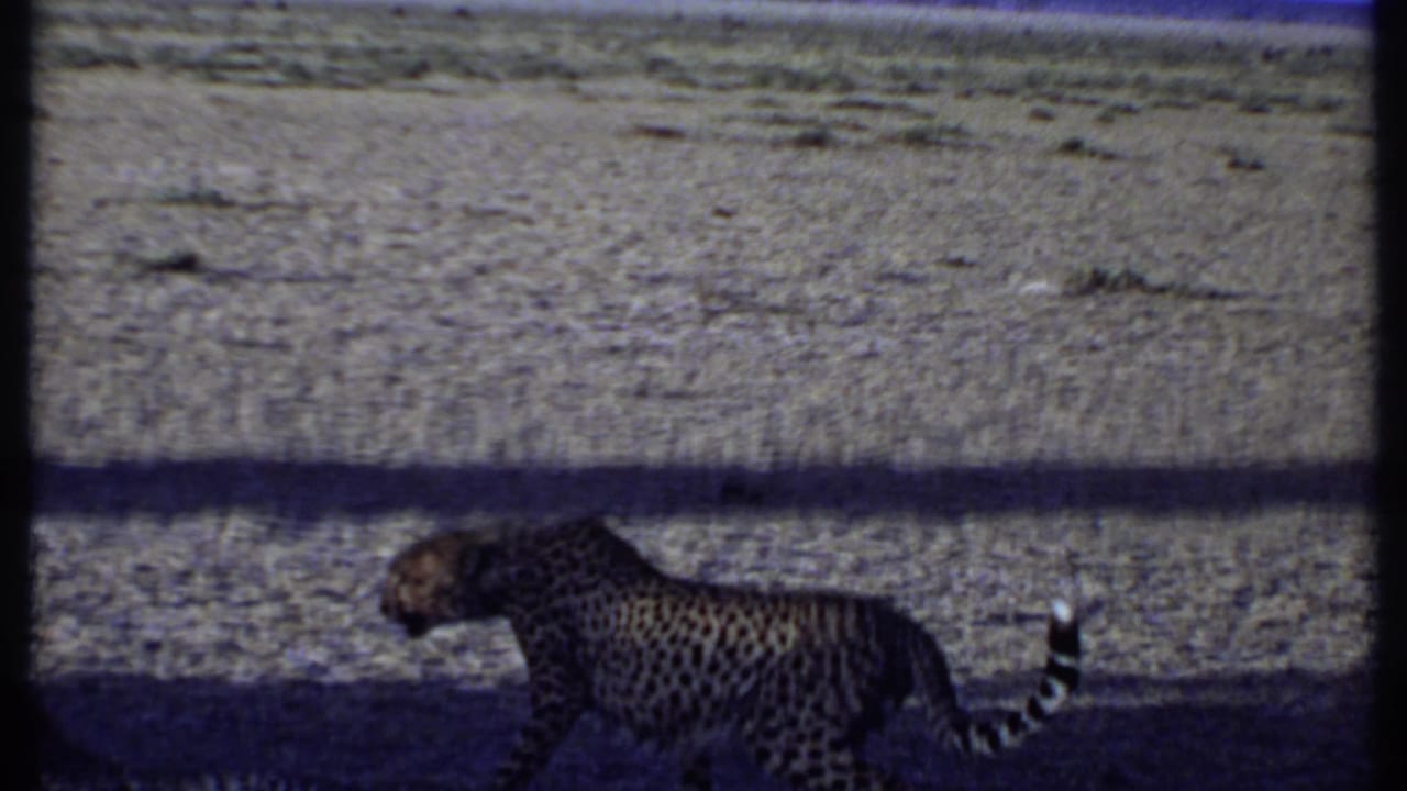 In the Kenya 1969 home-movie frame, one cheetah walks rightward while another remains upright on open dry terrain.