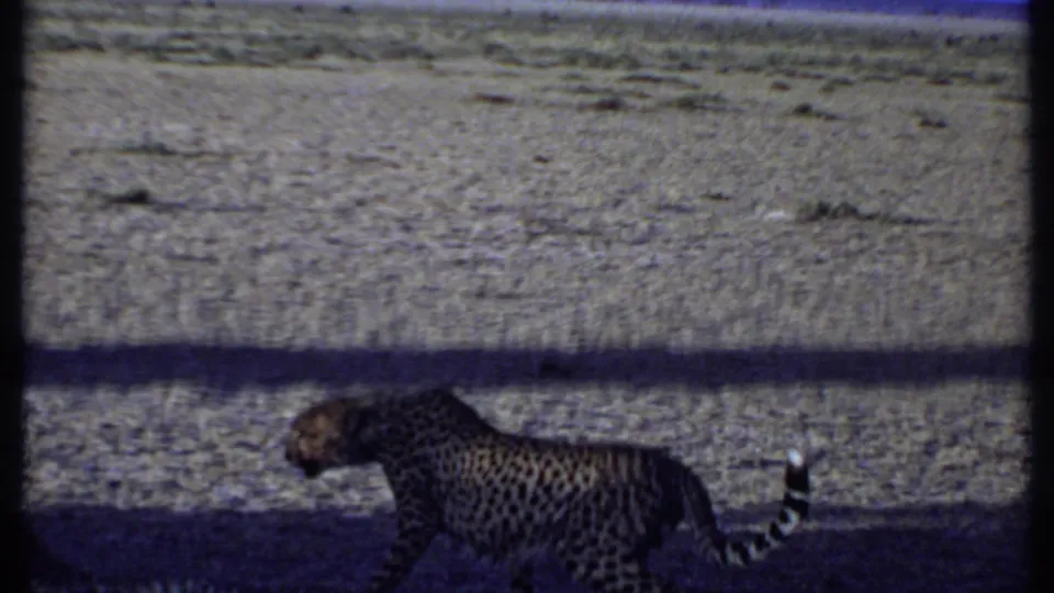 In the Kenya 1969 home-movie frame, one cheetah walks rightward while another remains upright on open dry terrain.