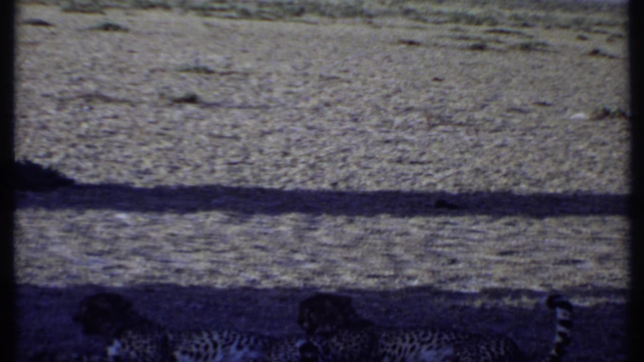 Two cheetahs are low to the ground in shadow within 1969 Kenya 8mm wildlife footage, with open terrain behind them.